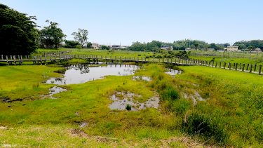 【川南湿原植物群落】日本で絶滅した「ヒュウガホシクサ」の自生地