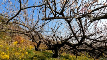 【立野ウォーキングコース】梅の木と自然が溢れる癒しの隠れスポット